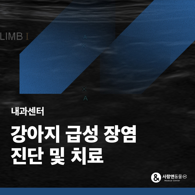 배에서 소리가 나고 구토를 해요, 강아지 급성 장염 및 췌장염 치료 사례