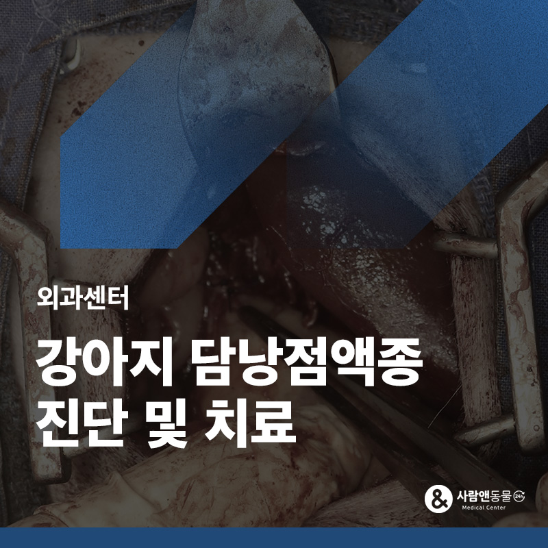 기력저하와 구토, 노령견 담낭점액종(담낭절제술) 진단 및 치료 사례