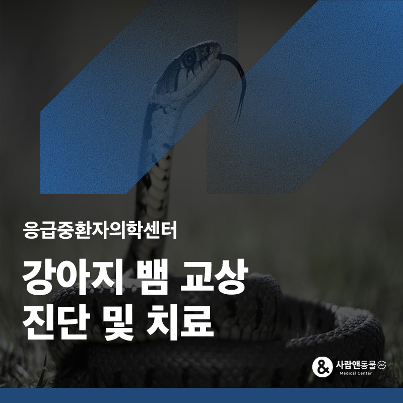산책 중 갑자기 비명을 지르며 아파한다면? 강아지 뱀교상(뱀에 물림) 진단 및 치료 사례