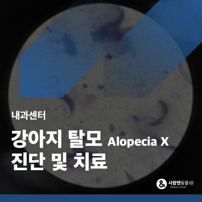 서서히 털이 빠지고 안자라요 강아지 탈모(Alopecia X) 진단 및 치료 사례