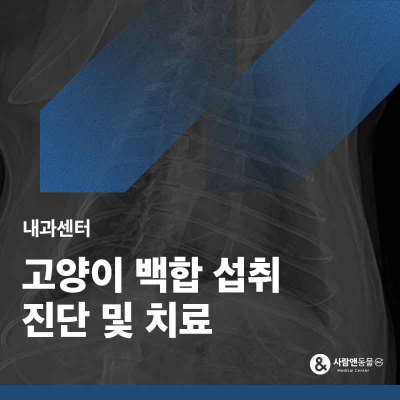 고양이 백합 섭취 후 구토, 응급처치가 필요할까요? 백합 섭취 구토 응급 사례