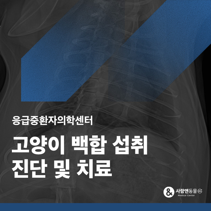 고양이 백합 섭취 후 구토, 응급처치가 필요할까요? 백합 섭취 구토 응급 사례