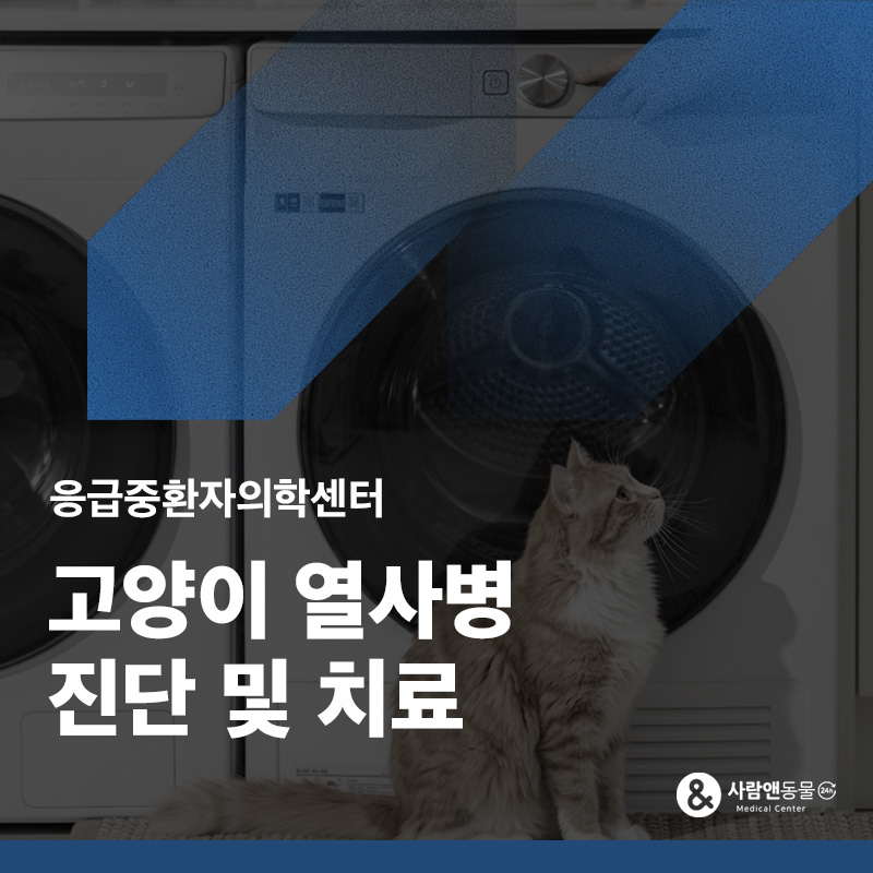 건조기 안에 있는 줄 몰랐어요, 고양이 열사병 및 화상 치료 사례