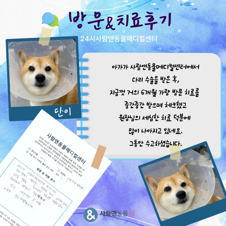 [십자인대파열] 단이 보호자님의 소중한 치료 후기