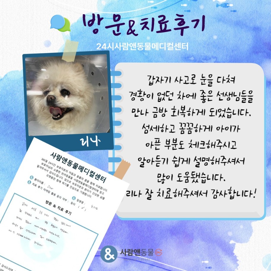 [안구돌출] 리나 보호자님의 소중한 치료 후기