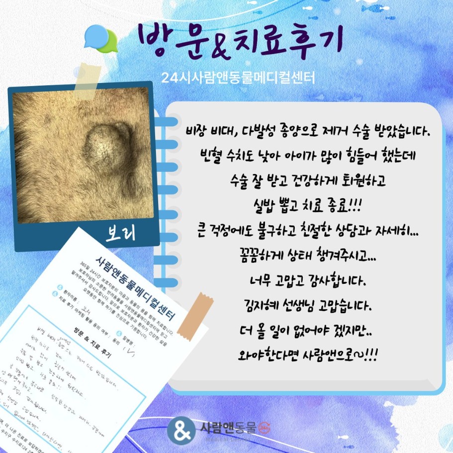 [복강내종괴] 보리 보호자님의 소중한 치료 후기