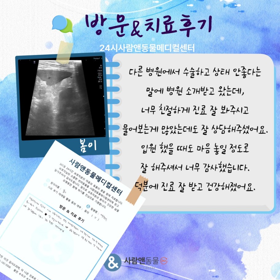 [자궁축농증] 봄이 보호자님의 소중한 치료 후기