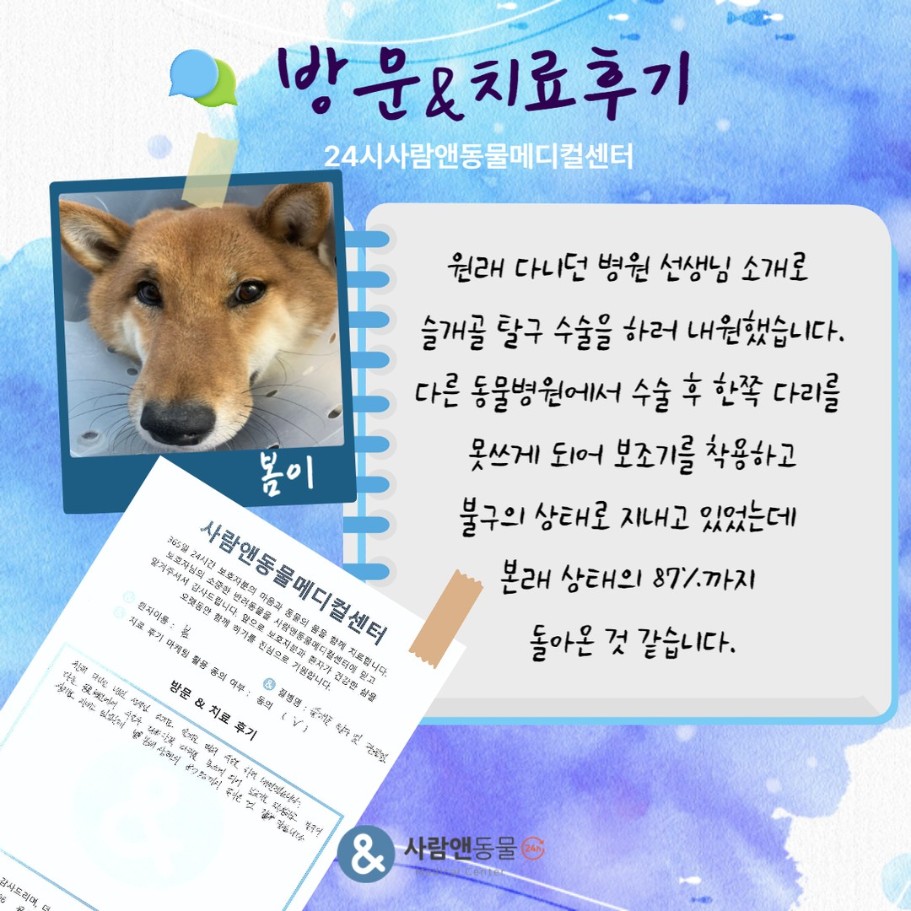 [슬개골탈구] 봄이 보호자님의 소중한 치료 후기