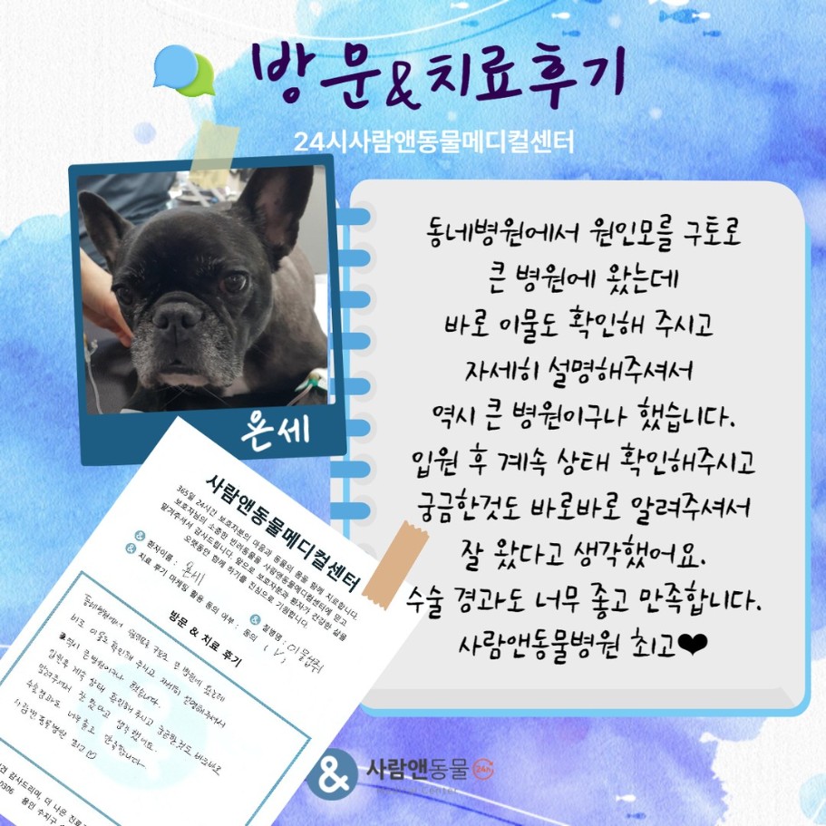 [이물섭취] 욘세 보호자님의 소중한 치료 후기