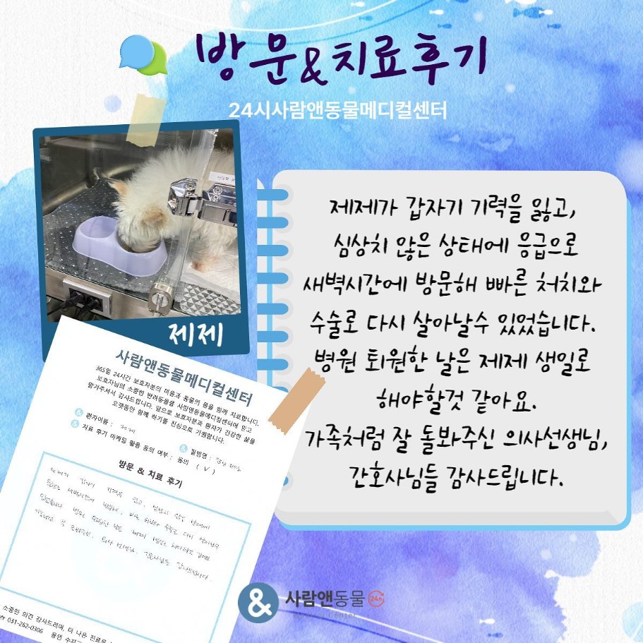 [담낭파열] 제제 보호자님의 소중한 치료 후기