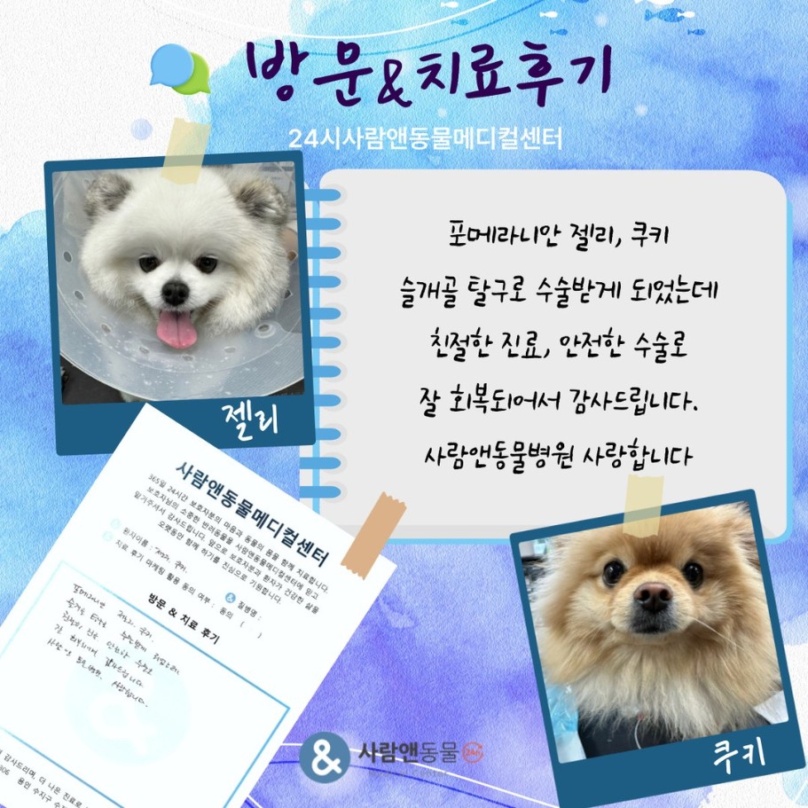 [슬개골탈구] 젤리·쿠키 보호자님의 소중한 치료 후기