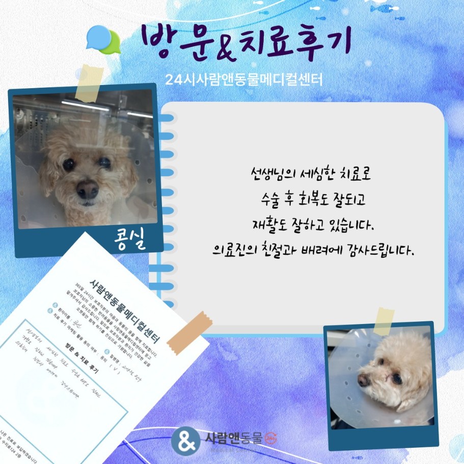 [고관절탈구] 콩실이 보호자님의 소중한 치료 후기