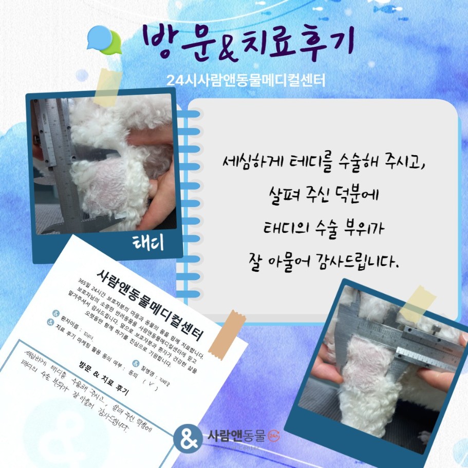 [지방종] 태디 보호자님의 소중한 치료 후기