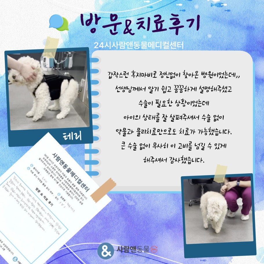 [디스크] 테리 보호자님의 소중한 치료 후기