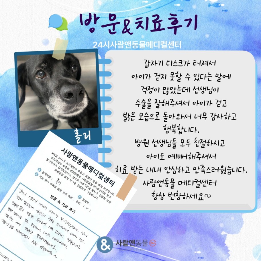 [디스크] 홀리 보호자님의 소중한 치료 후기
