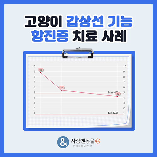 [갑상선기능항진증] 노령묘가 유난히 활력이 넘치고 밤에 잠을 안잔다면? 고양이 갑상선 기능 항진증의 증상과 진단