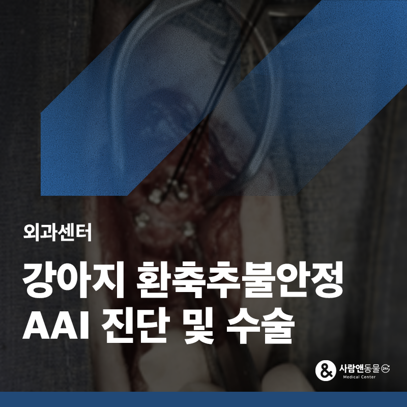 일어설 때 자꾸 미끄러지고 아파해요, 강아지 환축추불안정(AAI) 수술적 교정 치료 사례
