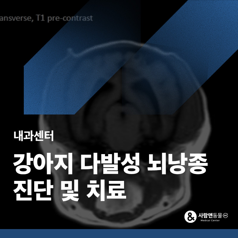 경련을 해요, 강아지 다발성 뇌낭종(Multiple Brain Cyst) 치료 사례