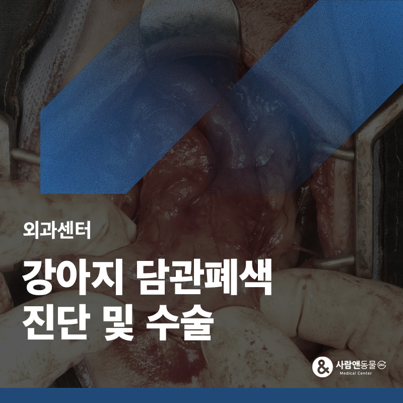 갑자기 구토하고 황달이 보여요, 강아지 담관폐색·담석증 수술 사례
