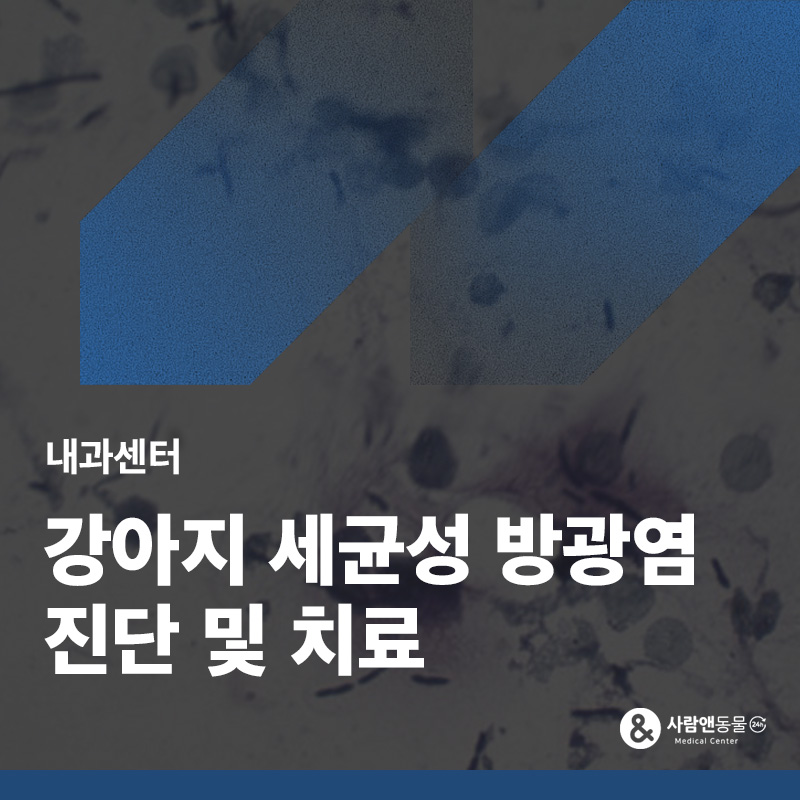 소변에 피가 섞여 나와요, 강아지 세균성 방광염 치료 사례