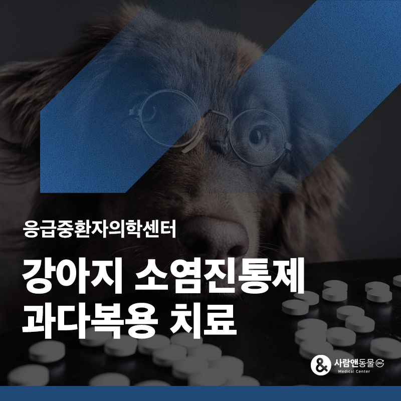 진통소염제를 너무 많이 먹었어요, 강아지 진통소염제 과다복용 치료 사례