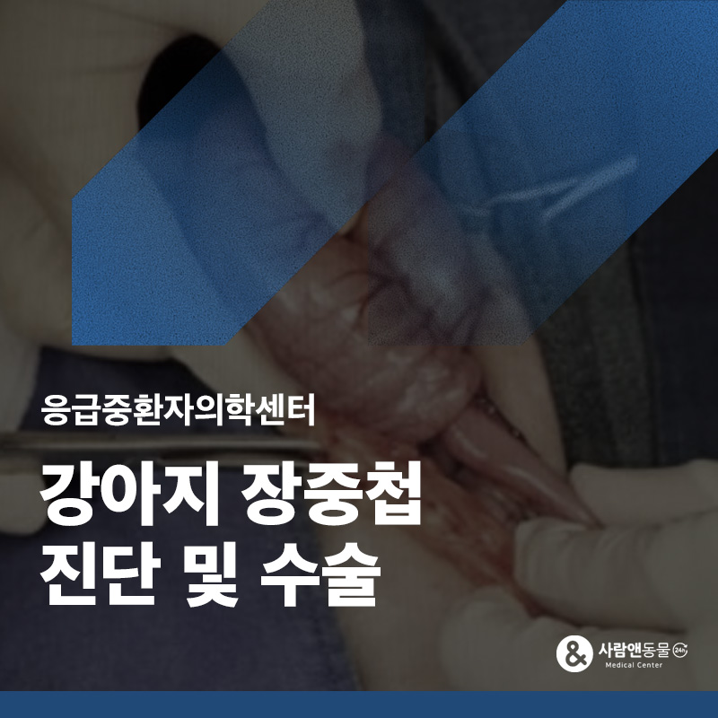 2주째 이어지는 혈변과 무른 변, 강아지 장중첩 수술 사례