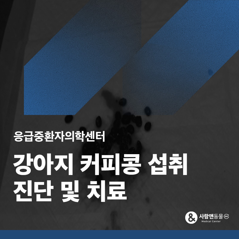 혈변을 보여요, 강아지 커피콩 섭취 치료 사례