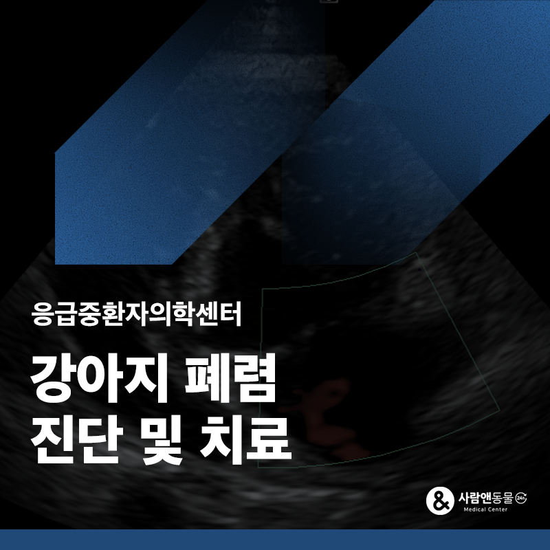 갑자기 켁켁거리고 숨쉬기 힘들어해요, 강아지 폐렴(비심원성 폐수종) 치료 사례