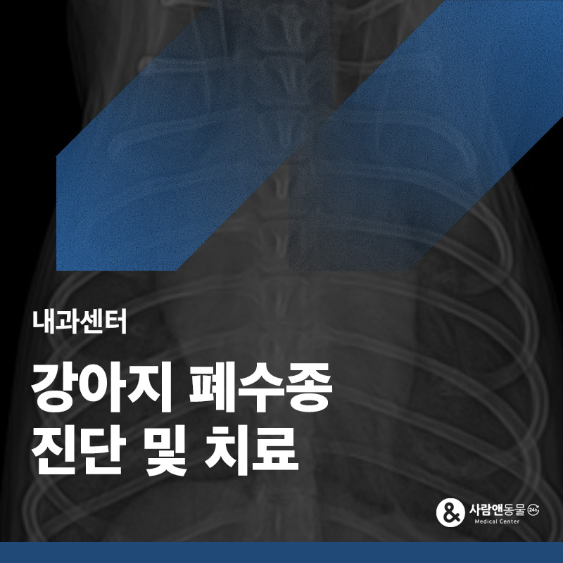 갑자기 숨이 가빠졌어요, 강아지 폐수종(심장 판막 줄 끊어짐) 치료 사례