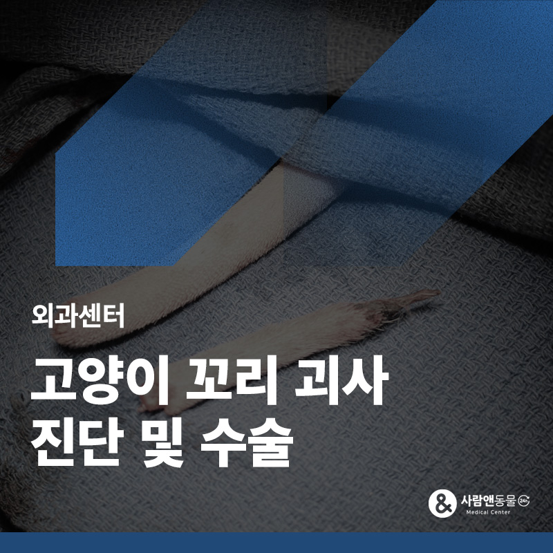 꼬리를 다쳐 괴사가 생겼어요, 고양이 꼬리 단미수술 치료 사례