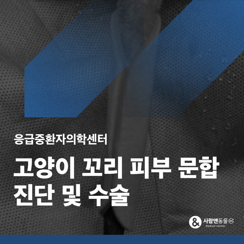꼬리가 문에 끼었어요, 고양이 꼬리 피부 문합(봉합) 치료 사례