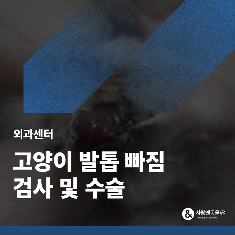 발톱이 빠지고 피가 나요, 고양이 발톱 빠짐 수술 사례