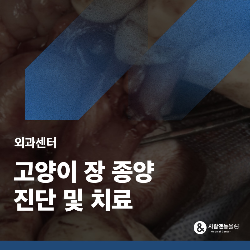 식욕부진이 이어졌어요, 고양이 소장 종양 수술 사례