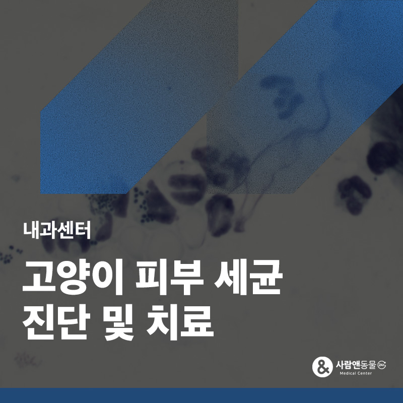 약을 먹어도 안 낫는 피부병, 고양이 세균·곰팡이성 농피증 치료 사례