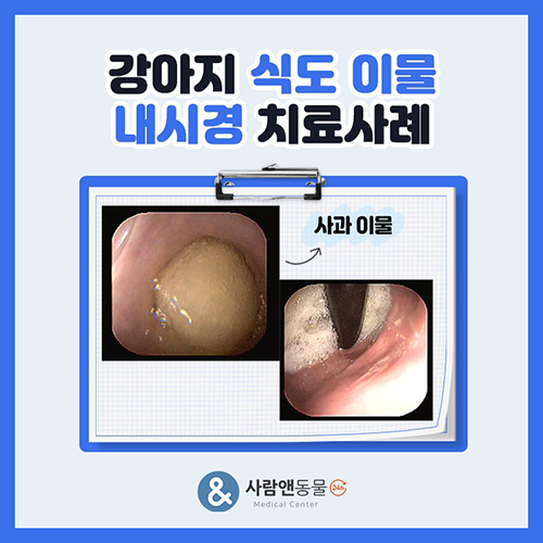 [이물섭취] 아이가 갑자기 켁켁거리고 배가 부풀어 오른다면? 강아지 이물 섭취 급성 대응과 내시경 치료