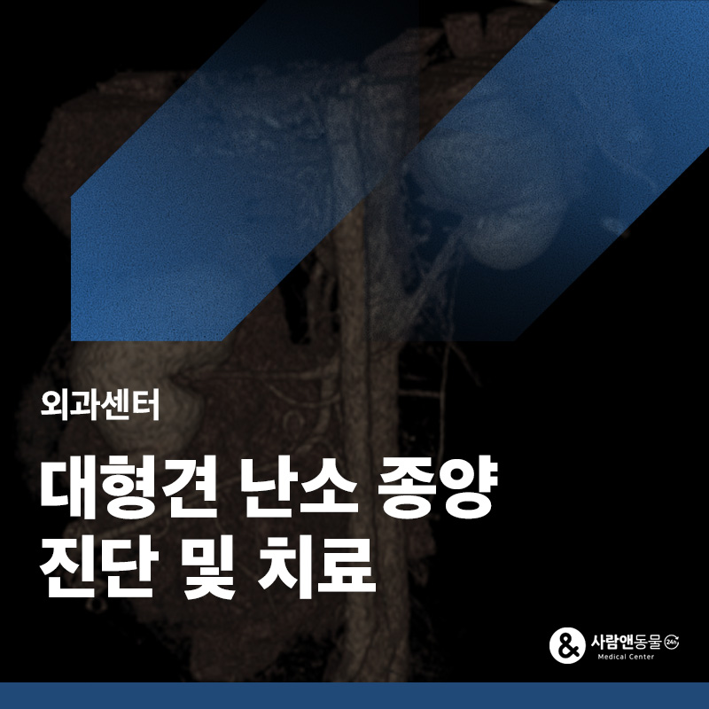 배가 빵빵하게 불러요, 대형견 난소·자궁 종양 수술 사례