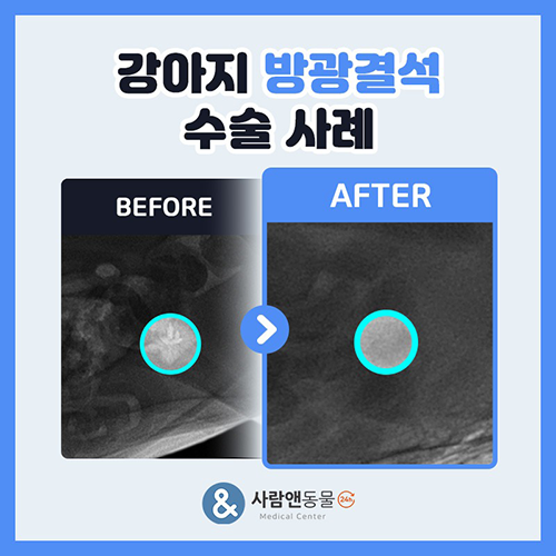 [방광결석] 우리 아이가 지속적힌 혈뇨와 빈뇨를 보인다면? 강아지 방광결석의 원인과 수술적 치료법