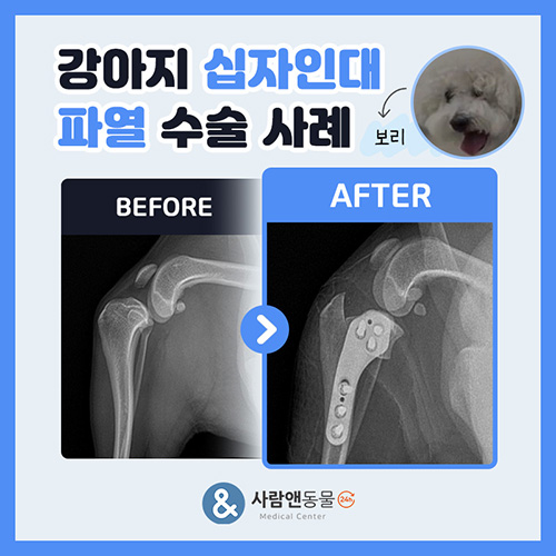 강아지 십자인대 파열 TPLO 수술 사례