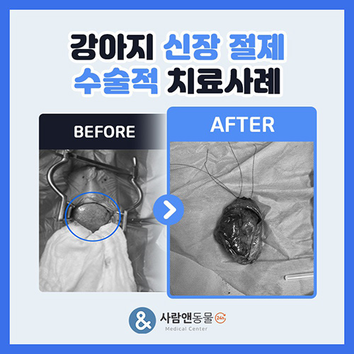 [신장종양] 강아지 복부 초음파 중 발견된 복강 내 종괴, 신장 종양 진단과 신장 절제 수술 사례