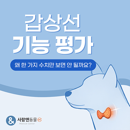 [갑상선기능저하증] 반복되는 피부 문제와 원인 모를 무기력함, 강아지 갑상선 기능 저하증일 수 있습니다