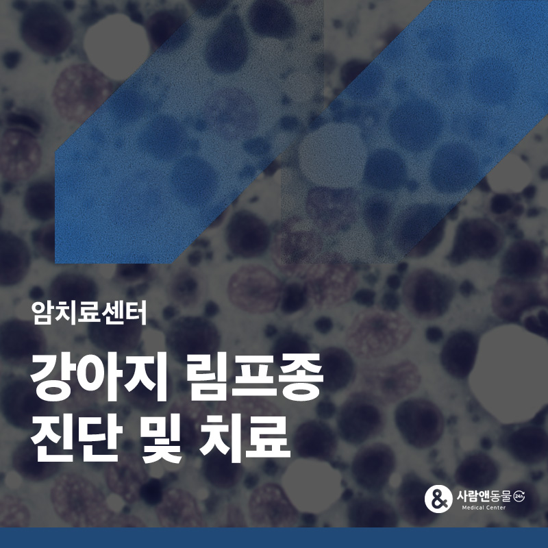기력이 없고 밥을 안먹어요, 강아지 림프종(림포마) 수술·항암치료 사례