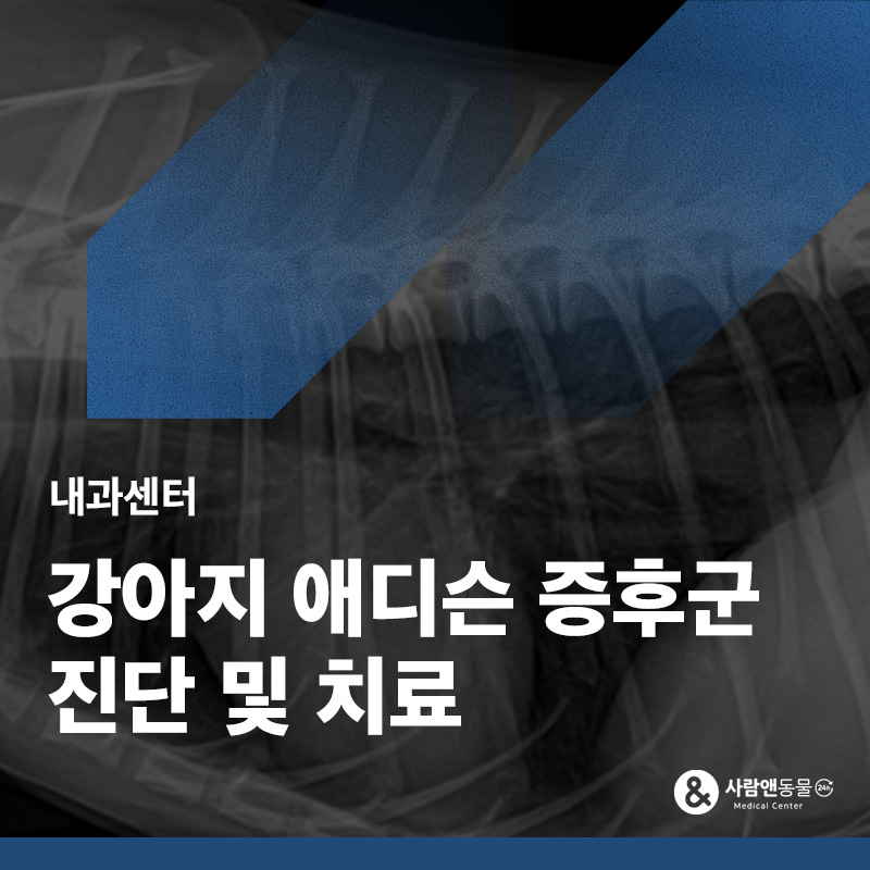 갑자기 쓰러졌어요, 강아지 애디슨 증후군(부신피질기능저하증) 치료 사례